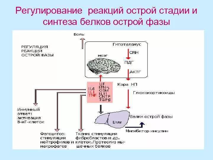 Белок печени в крови. Синтез белков острой фазы воспаления. Синтез белков острой фазы в печени. Острофазовые белки крови биохимия. Белки острой фазы воспаления биохимия.