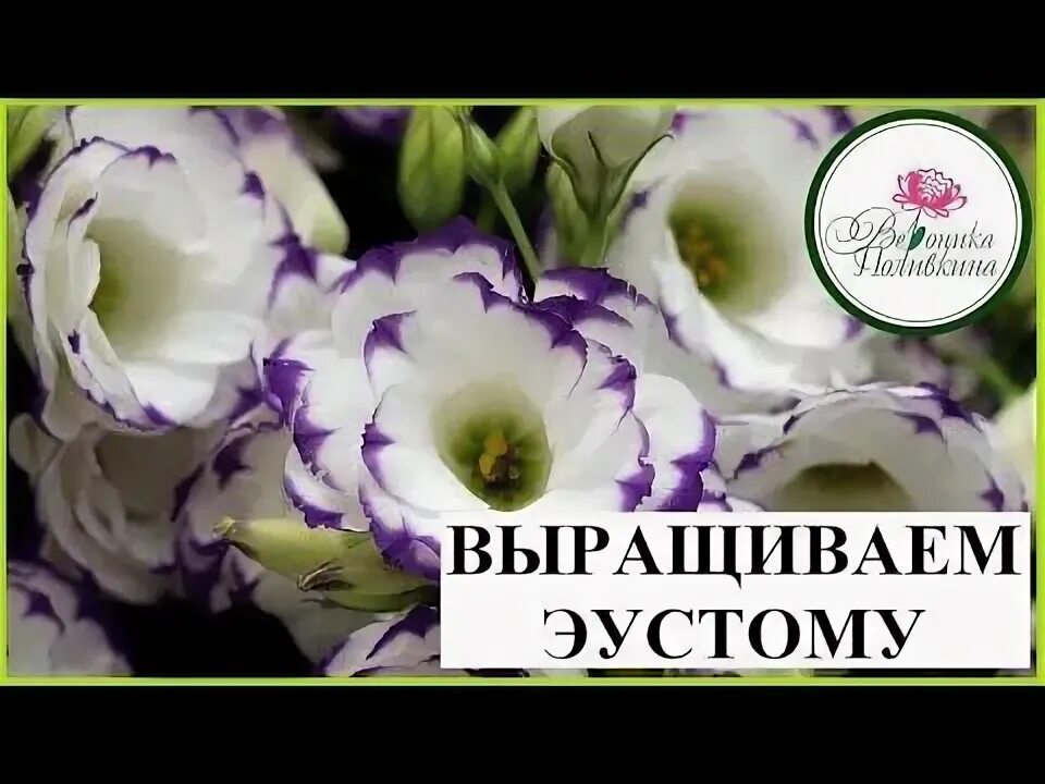 Как обрезать эустому