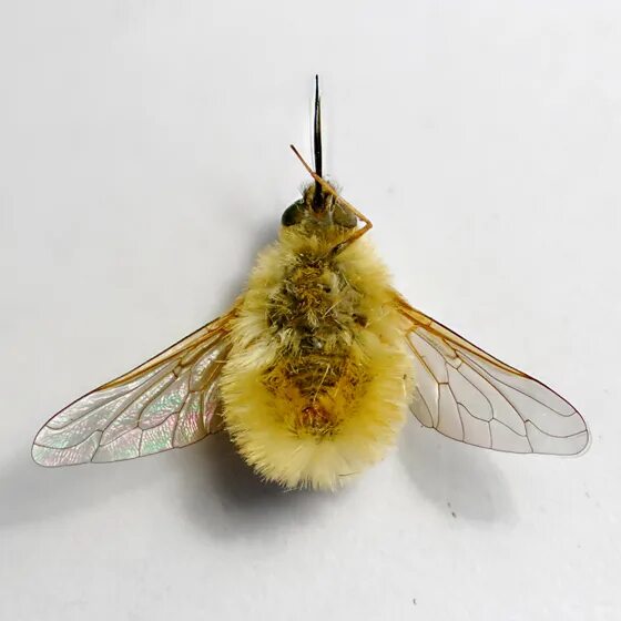 Bee fly. Bee Fly - systoechus. Systoechus vulgaris. Beefly kg.