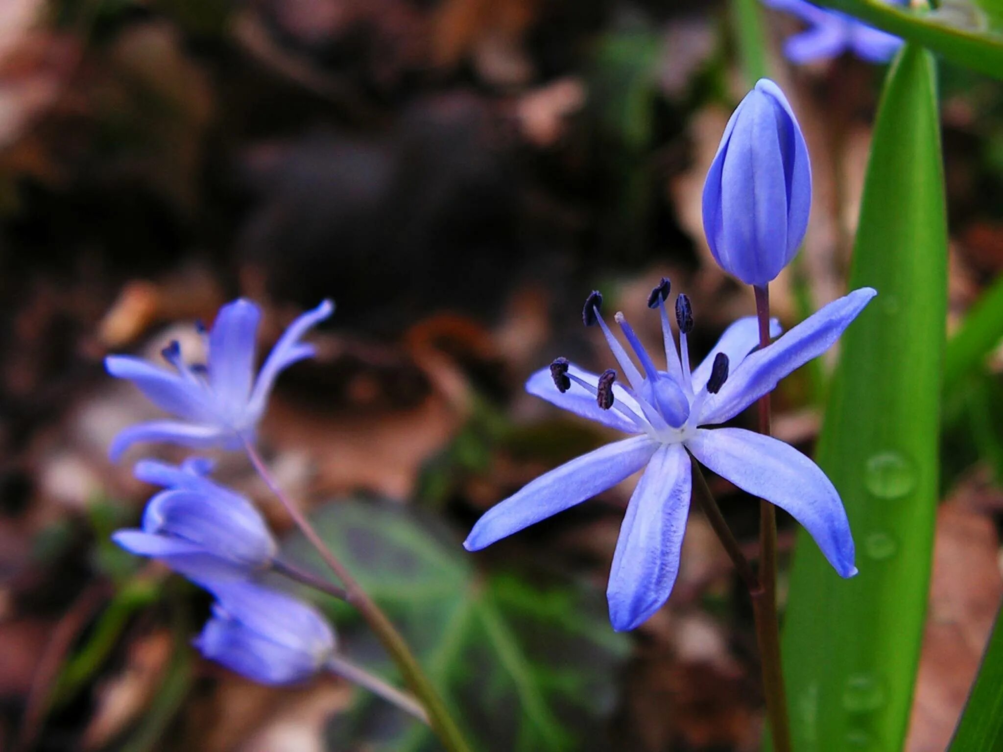 Пролиски цветок. Пролеска Сибирская (Сцилла). Сцилла (пролеска) Сибирская (Scilla Siberica). Первоцветы пролеска Сибирская. Растение Сцилла двулистная Розеа.