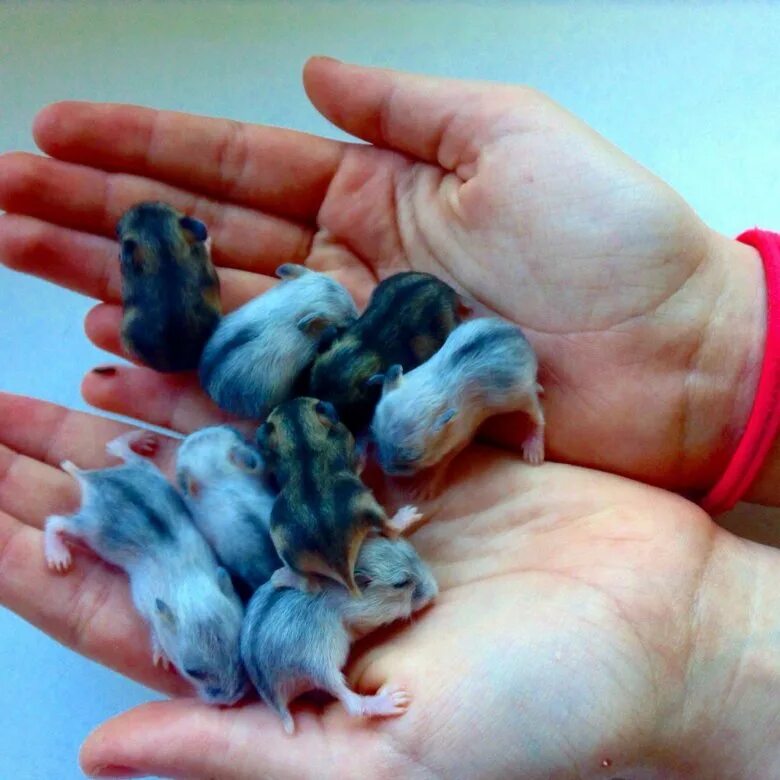 Родились хомячки. Джунгарский хомячок. Новорождённые джунгарские хомячки. Новорожденный джунгарский хомяк. Новорожденные хомячки джунгарики.