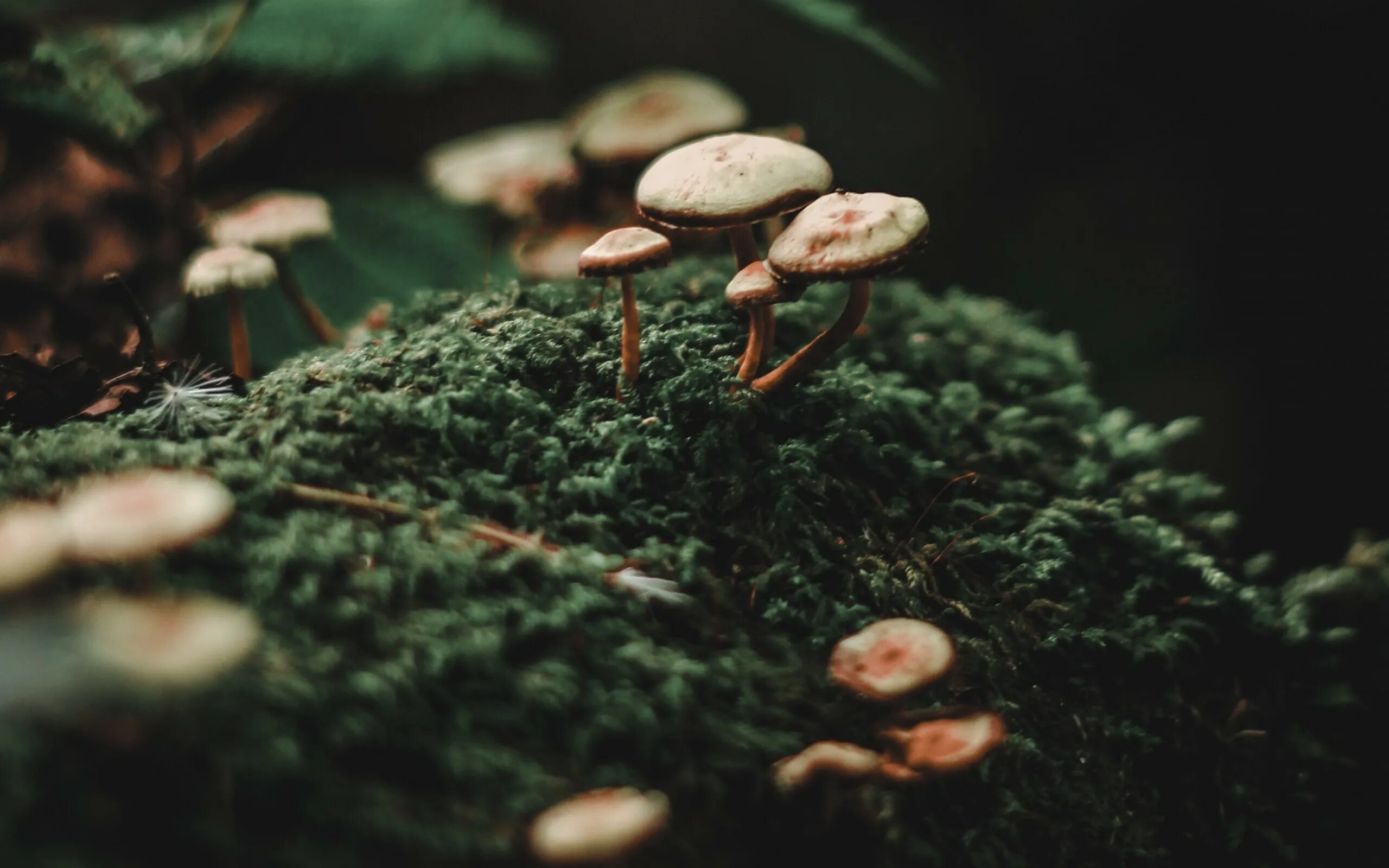 грибы эстетика. грибы эстетика. эстетичный грибочек. красивые грибы. Goblincore aesthetic грибы.