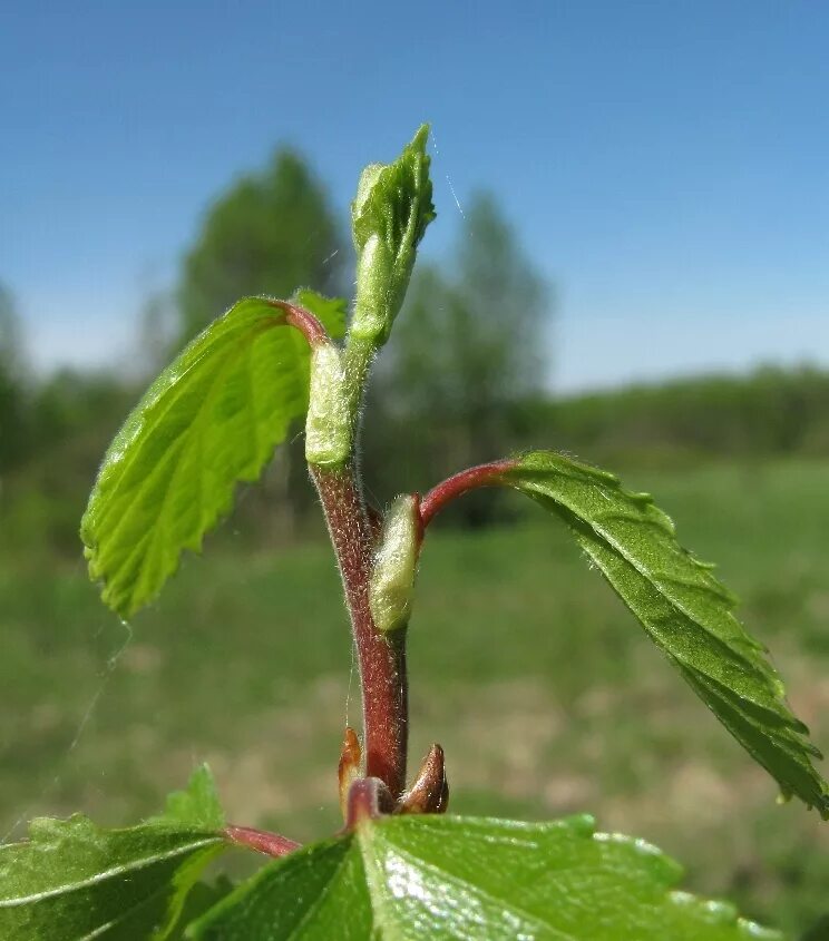 Почему молодые побеги. Betula pubescens. Побег березы. Береза пушистая побег. Береза пушистая почки.