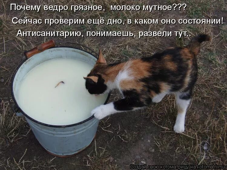 Пьет литр молока. Котенок пьет молоко. Кошка пьет молоко. Коты пьют молоко из ведра. Вот сейчас допью и брошу.