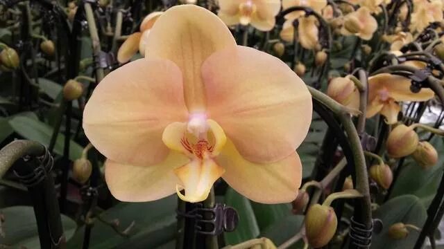 Фаленопсис африканский. Африкан сансет орхидея. Фаленопсис африканский. Фаленопсис африкан сансет. Фаленопсис карина.