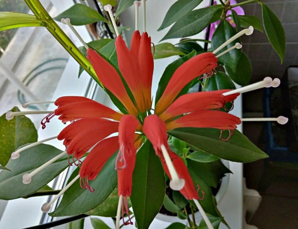 Эсхинантус. Эсхинантус humilis. Эсхинантус Лобба