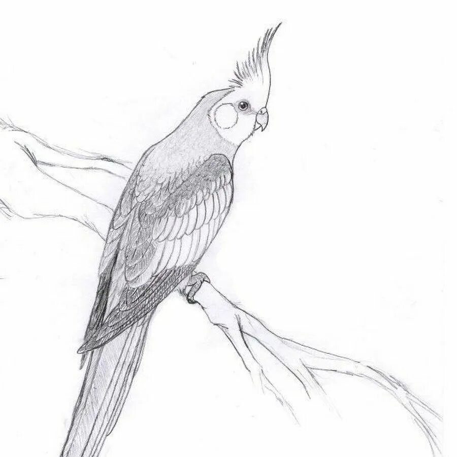 Корела рисунок. Попугай корелла. раскраска попугай корелла. попугай корелла рисунок. попугай раскраска корелла корелла.