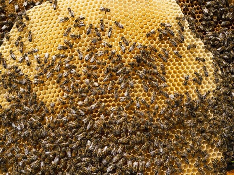 Инстинкты пчел. Яйца пчел. офриз пчеловидный. honey building.