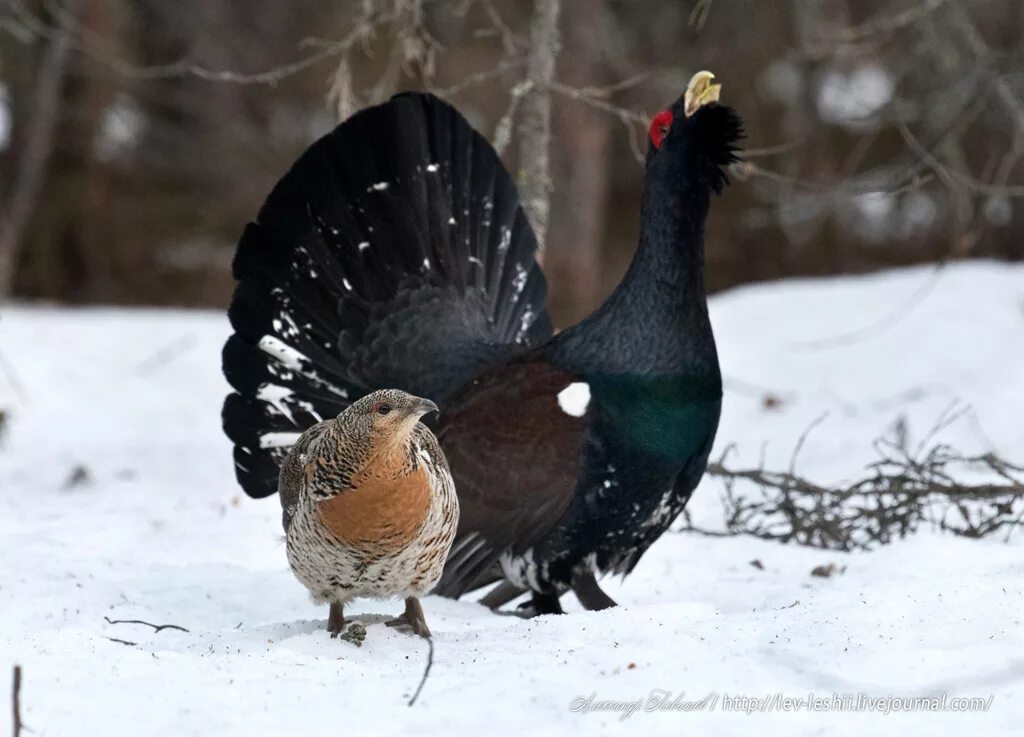 Тетерев зимой в снегу. Тетерев-косач. Тетерев в снегу. Тетерев-косач зимой. Тетерев в снегу фото.