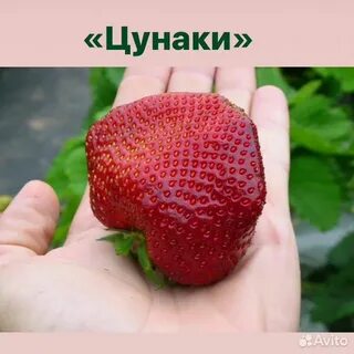 Клубника чамора фото