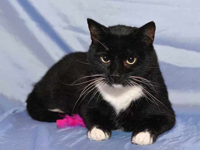 акринская порода кошек. кот маркиз. маркизная порода кошек. кот породы маркиз. кошки маркизы.