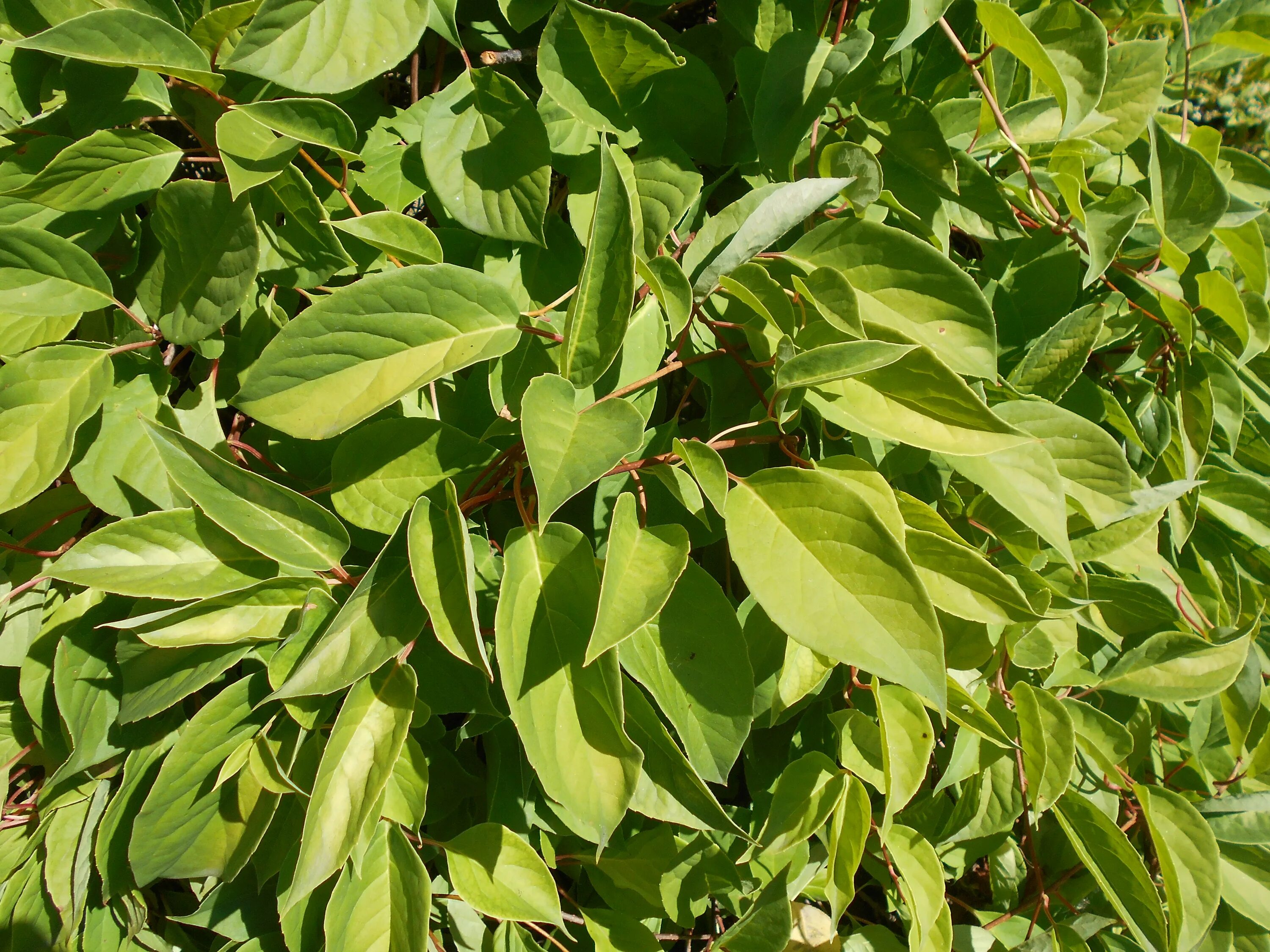 Купить Лимонник китайский - Лимонник - GardenPlants