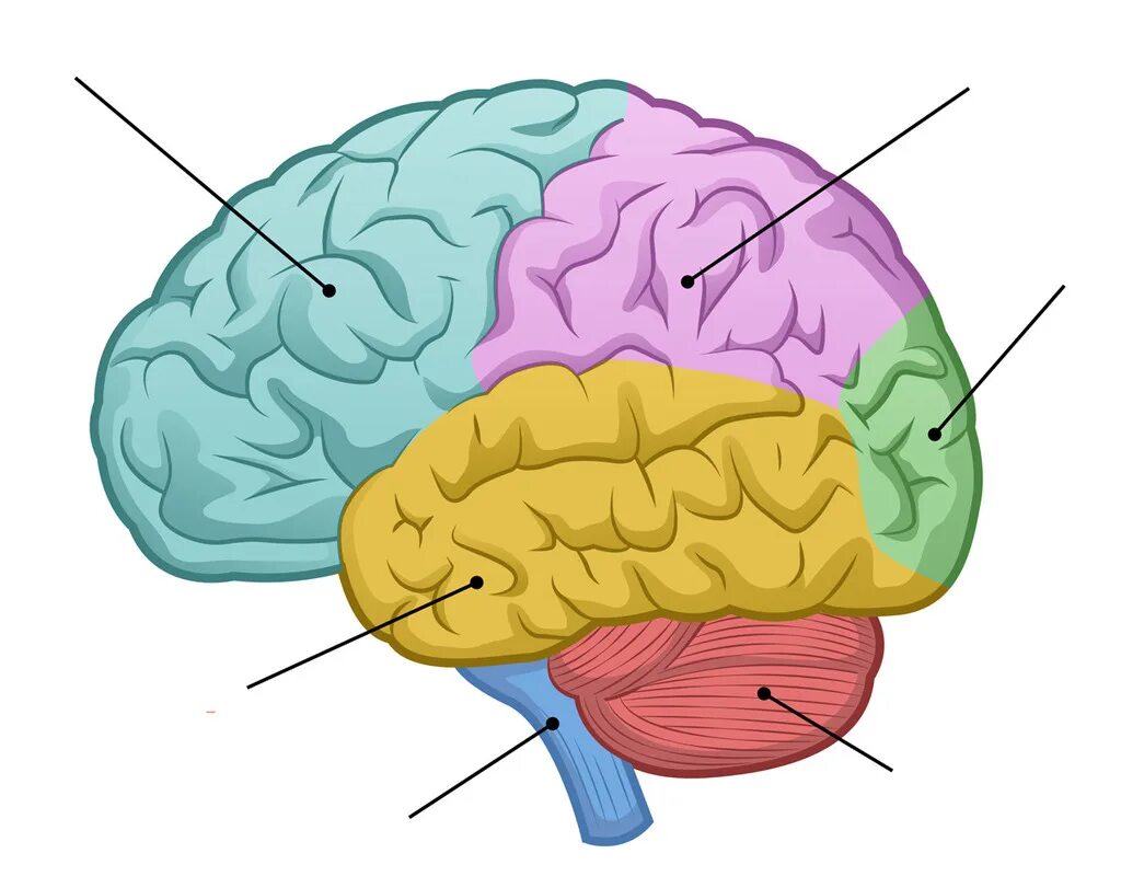 Brain tasks. Human Brain Worksheets. Stroke Brain areas. Worksheet Brain Training.