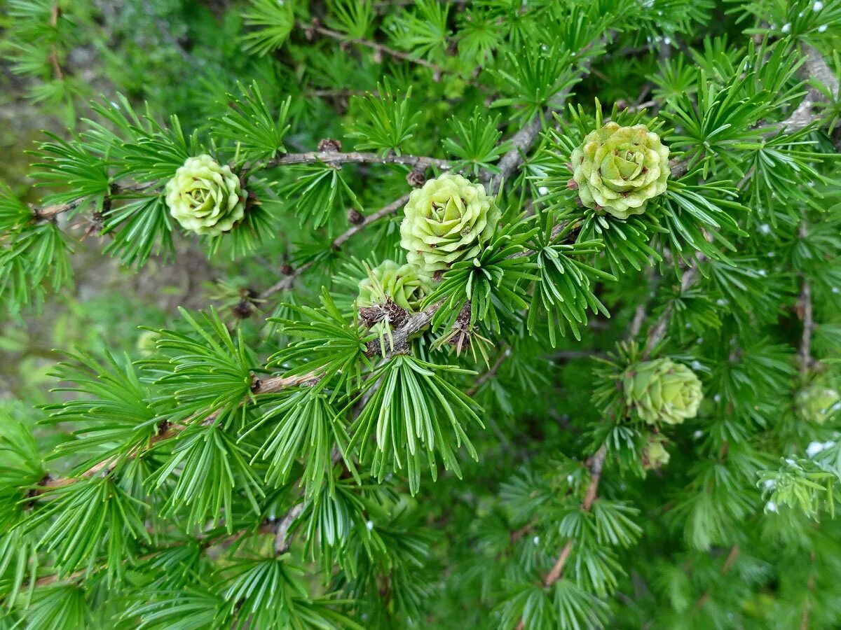 Бук хвойное. Лиственница Гмелина Даурская. Лиственница Даурская (Larix dahurica). Лиственница Сибирская Larix sibirica. Лиственница Сибирская Бригантина.