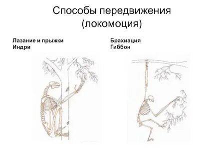 Брахиация