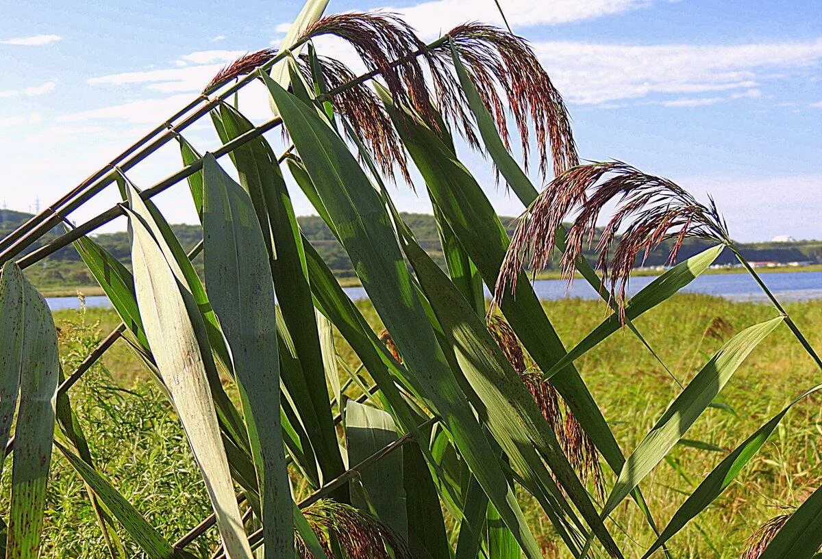 Тростник phragmites Australis. Тростник Южный phragmites Australis. Тростник Южный обыкновенный. Тростник обыкновенный (phragmites communis. Тростник южный