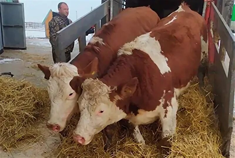 молочная ферма. кража крс. крс красноярск. районы крс. племенное животноводство.