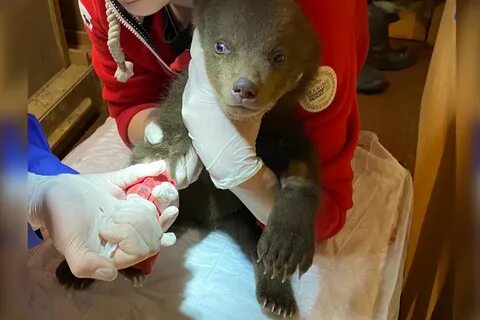 Медведю делают укол