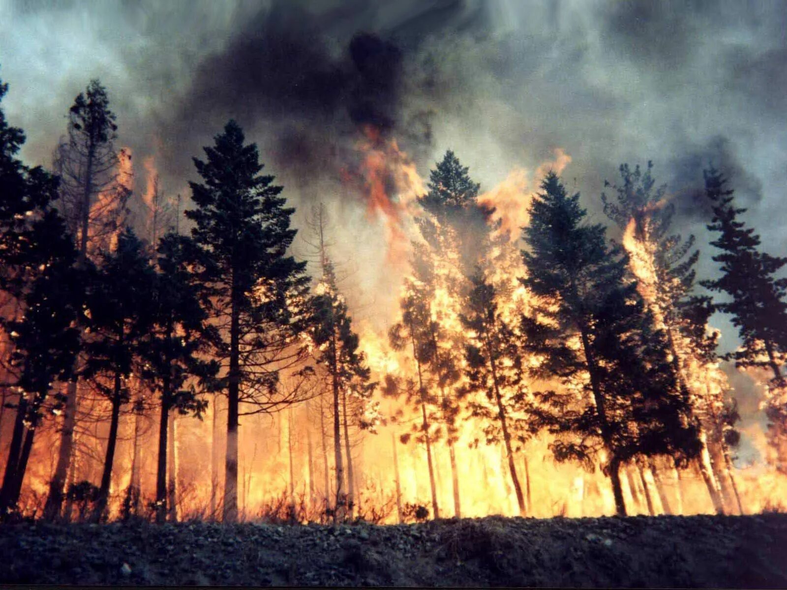 Хвойный пожар. Пожар в лесу. Горящий лес. Природные пожары. Лес в огне.