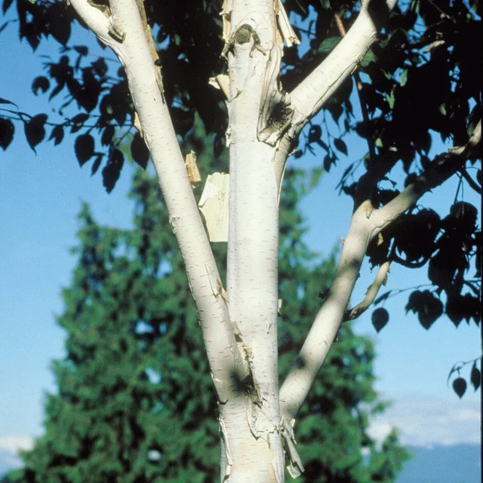 Queen trees