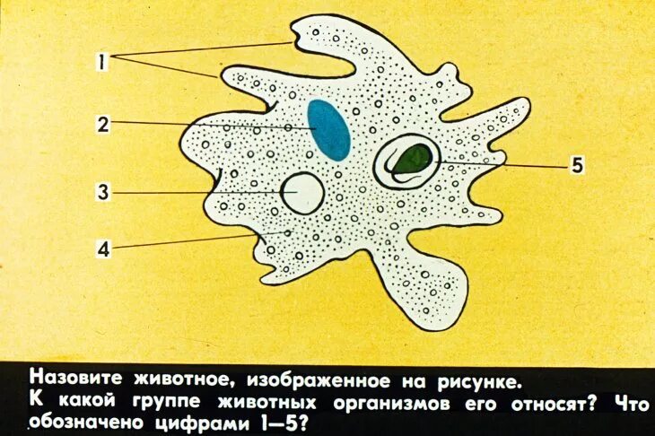 Модель любого простейшего
