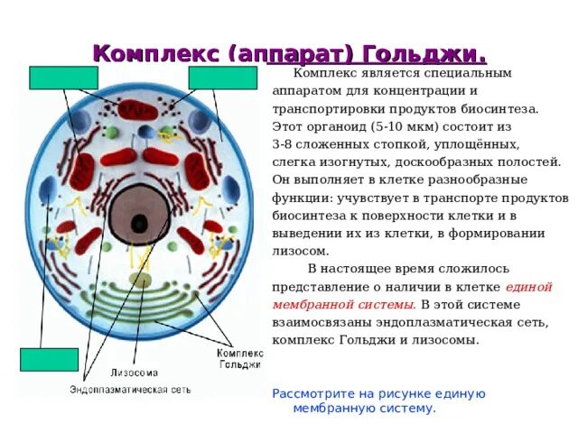 Аппарат гольджи расположение в клетке Презентация. Строение растительной и животной клетки.