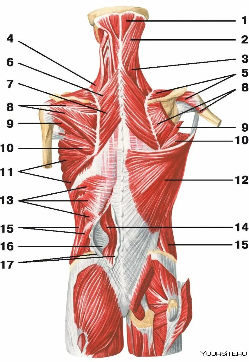 Поверхностный слой глубоких мышц спины. Мышцы спины поверхностные и глубокие слои анатомия. Мышцы спины анатомия поверхностный слой. Мышцы спины глубокий слой.