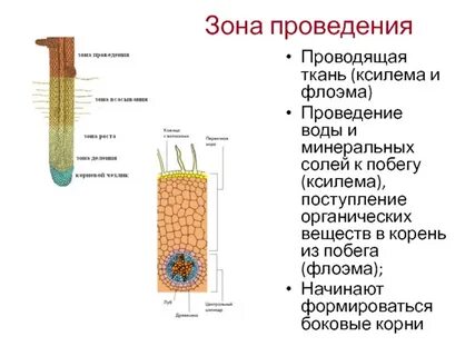 Функции ксилемы и флоэмы