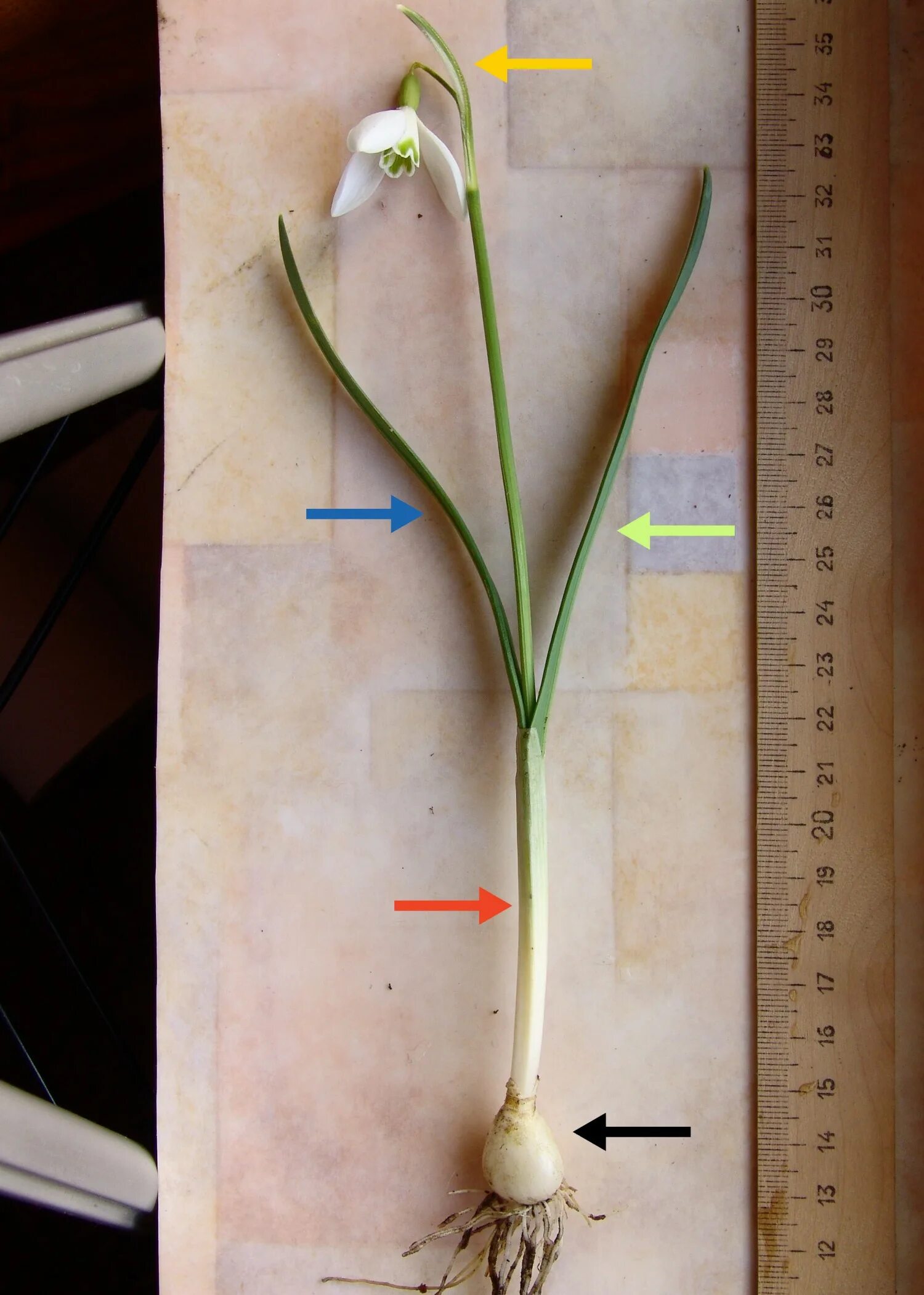 Строение пролески. Стебелек разбор. Стебелёк. Стебелек с 2 листочками и корнем картина. Стебли для цветов из бумаги.