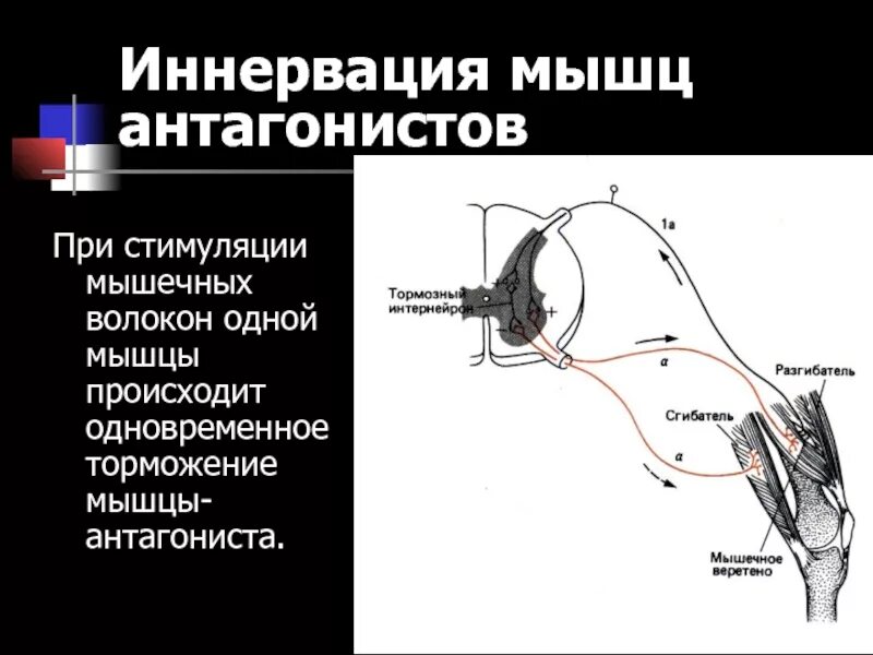 Стимулирования мышц. Иннервация мышц анатомия. иннервация мышечных волокон схема. схема иннервации скелетной мышцы. иннервация скелетной мышечной ткани.