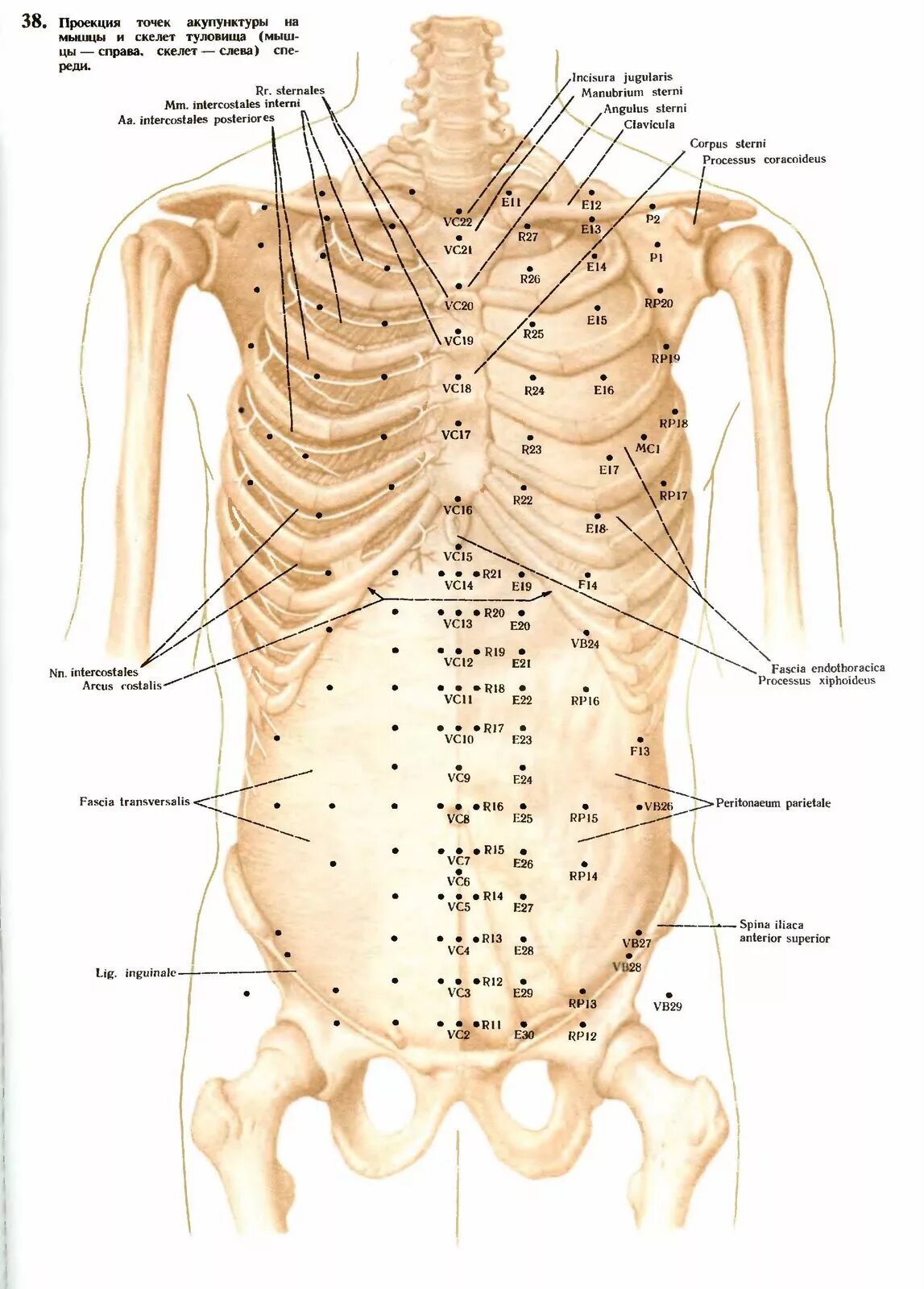Названия точек человека. Точки акупунктуры на грудной клетке. Активные точки на спине акупунктура. Точки акупунктуры на теле человека атлас. Акупунктурные точки на грудине.