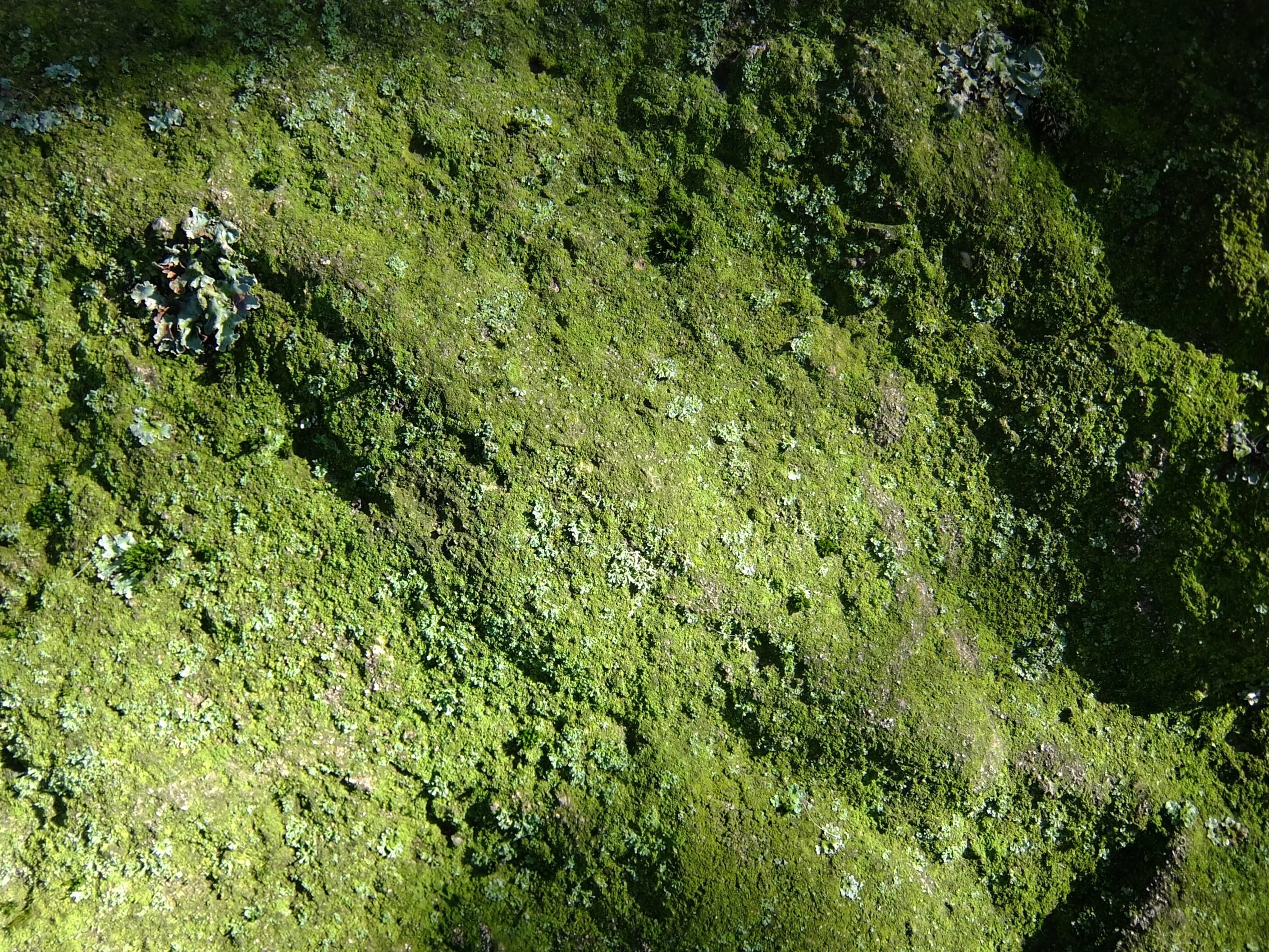 Rough terrain