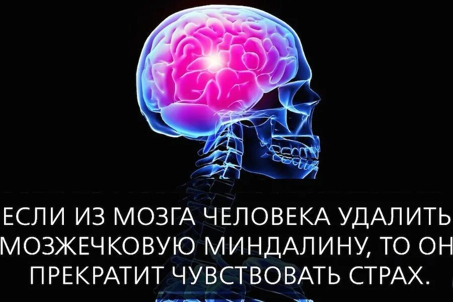 Факты про мозг. Интересное про мозг. Интересные факты о мозге. Интересные факты о головном мозге. Мозг и страх.