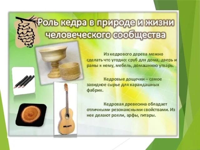Проект по биологии про кедр 7 класс Необычные факты про сосновую древесину
