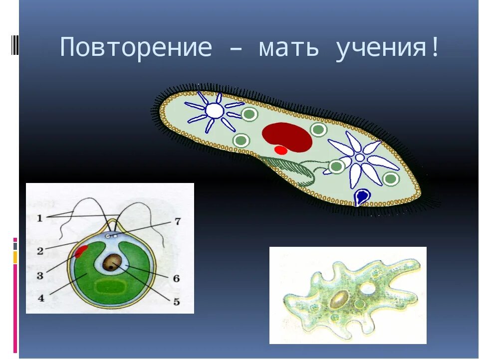 Одноклеточные организмы. Одноклеточные организмы это в биологии. Одноклеточные простейшие примеры. Клетки одноклеточных животные.