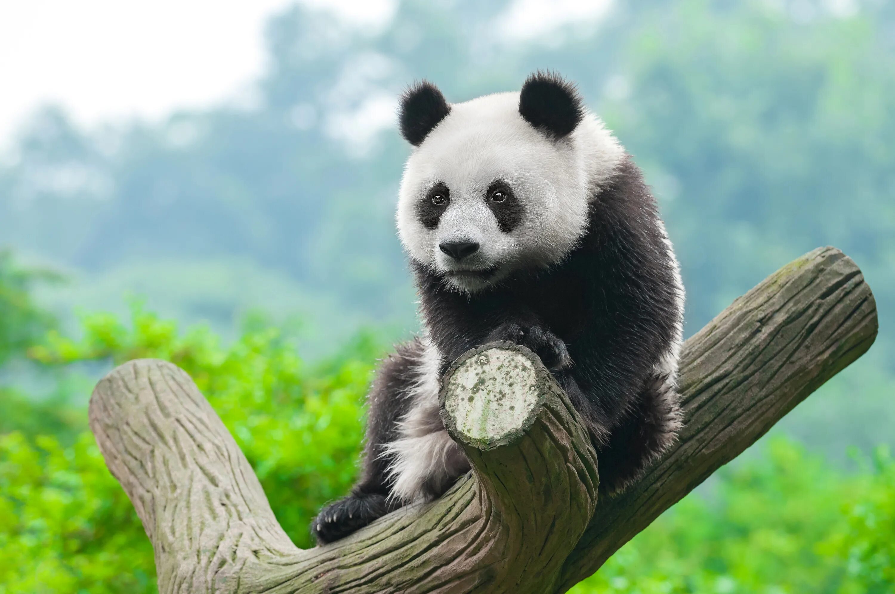 Pandas df