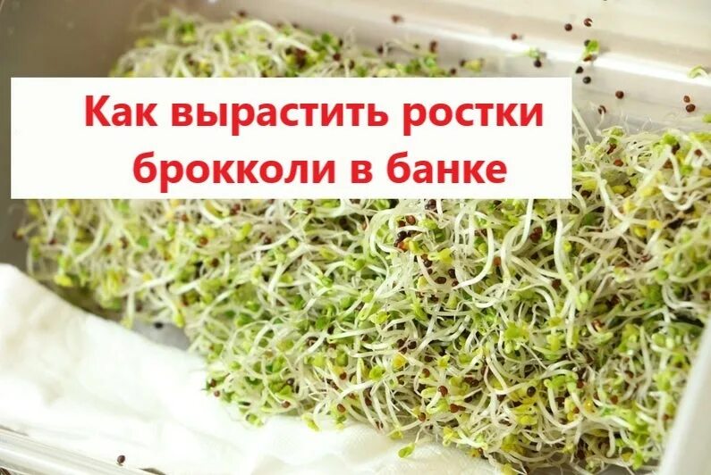 Микрозелень дайкон. Проростки семян брокколи. Проростки брокколи микрозелень. Проростки брокколи микрозелень. Микрозелень брокколи.