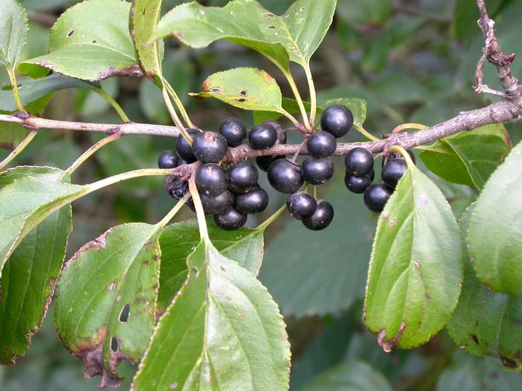 Крушина слабительная (Rhamnus cathartica). Жостер слабительный Крушина. Жостер Уссурийский. Волчья ягода Крушина. Слабительные ягоды