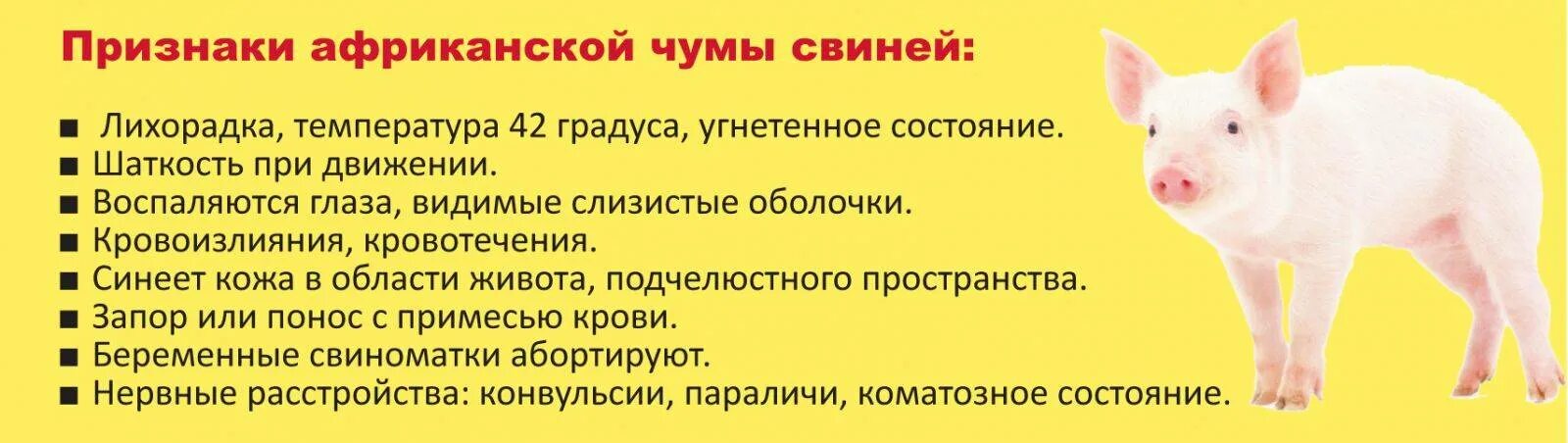 Инкубационный период африканской чумы свиней. Памятка по профилактике африканской чумы свиней. Трансмиссивный гастроэнтерит свиней. Африканская чума свиней симптомы. Незаразные болезни свиней.