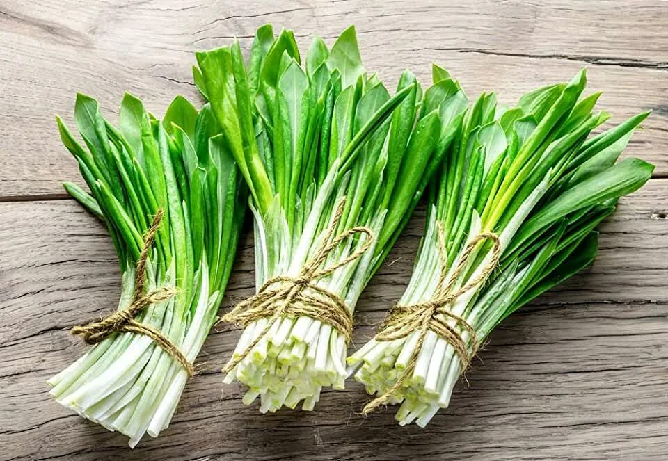 Черемша сибирская. Черемша. Колба сибирская черемша. Дикий лук черемша. Колба сибирская черемша.