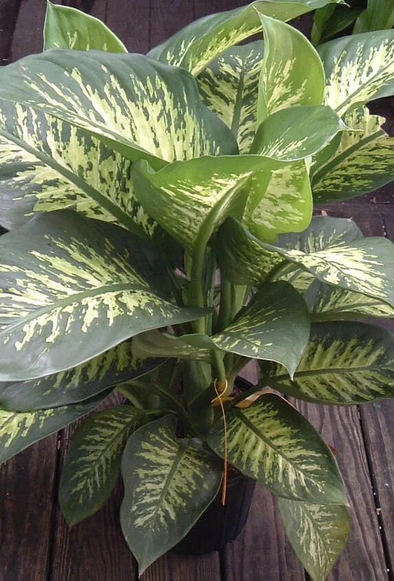Диффенбахия дракон. Dieffenbachia amoena. диффенбахия тропик сноу. диффенбахия амоена. диффенбахия тропик тики.