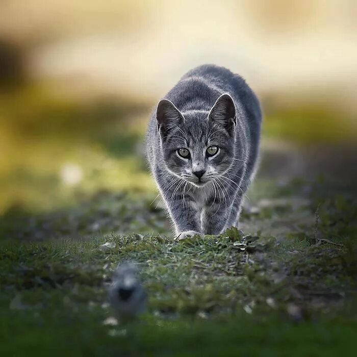 Кот крадется. Крадущийся котенок. кот серый. кошечка крадется. крадущаяся кошка.