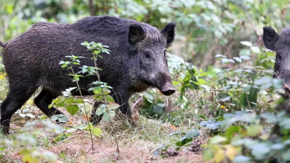 Животный мир санкт-петербурга. Барсук в ленинградской области. Бобр обыкновенный (речной) – castor fiber. Удельный парк в санкт-петербурге. Животные и растения санкт петербурга.