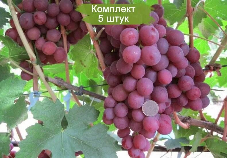 Как выглядит красный виноград Кеша виноград с косточкой купить по низкой цене на Яндекс Маркете