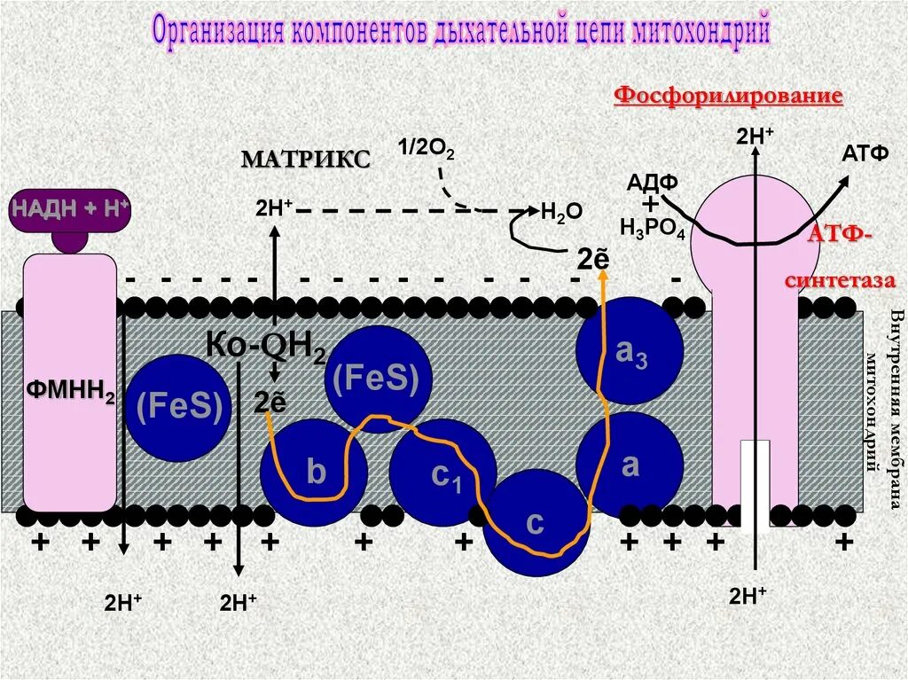 Происходит синтез атф за счет энергии электрохимического. Электрон-транспортная цепь митохондрий. Дыхательная цепь биохимия. Дыхательная цепь митохондрий Матрикс. Дыхательная цепь митохондрий биохимия.