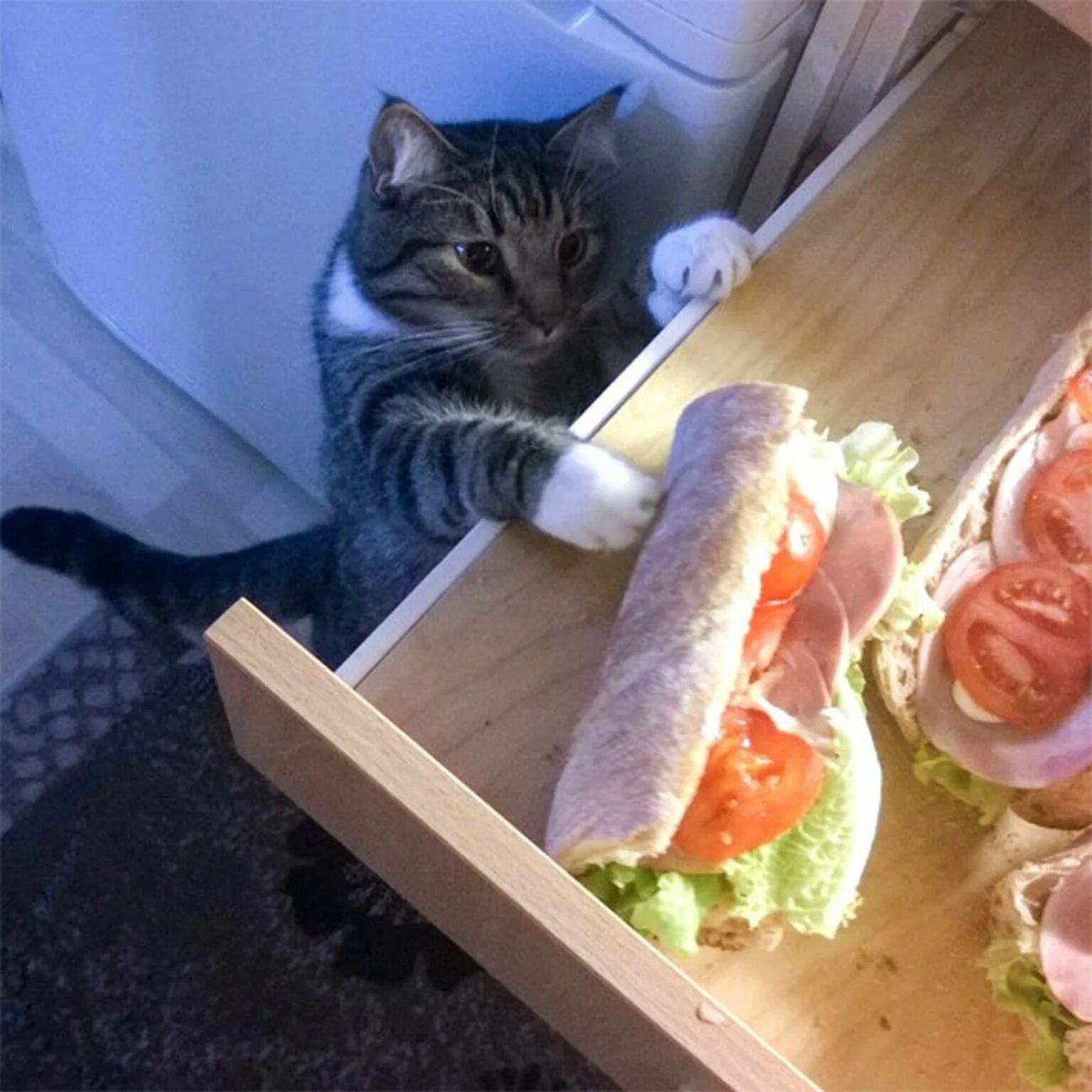 Ворую еду. Кот ворует. кот бутерброд. кот ворует еду. котик с едой.