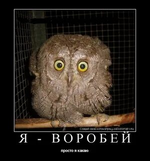 Опять виновата