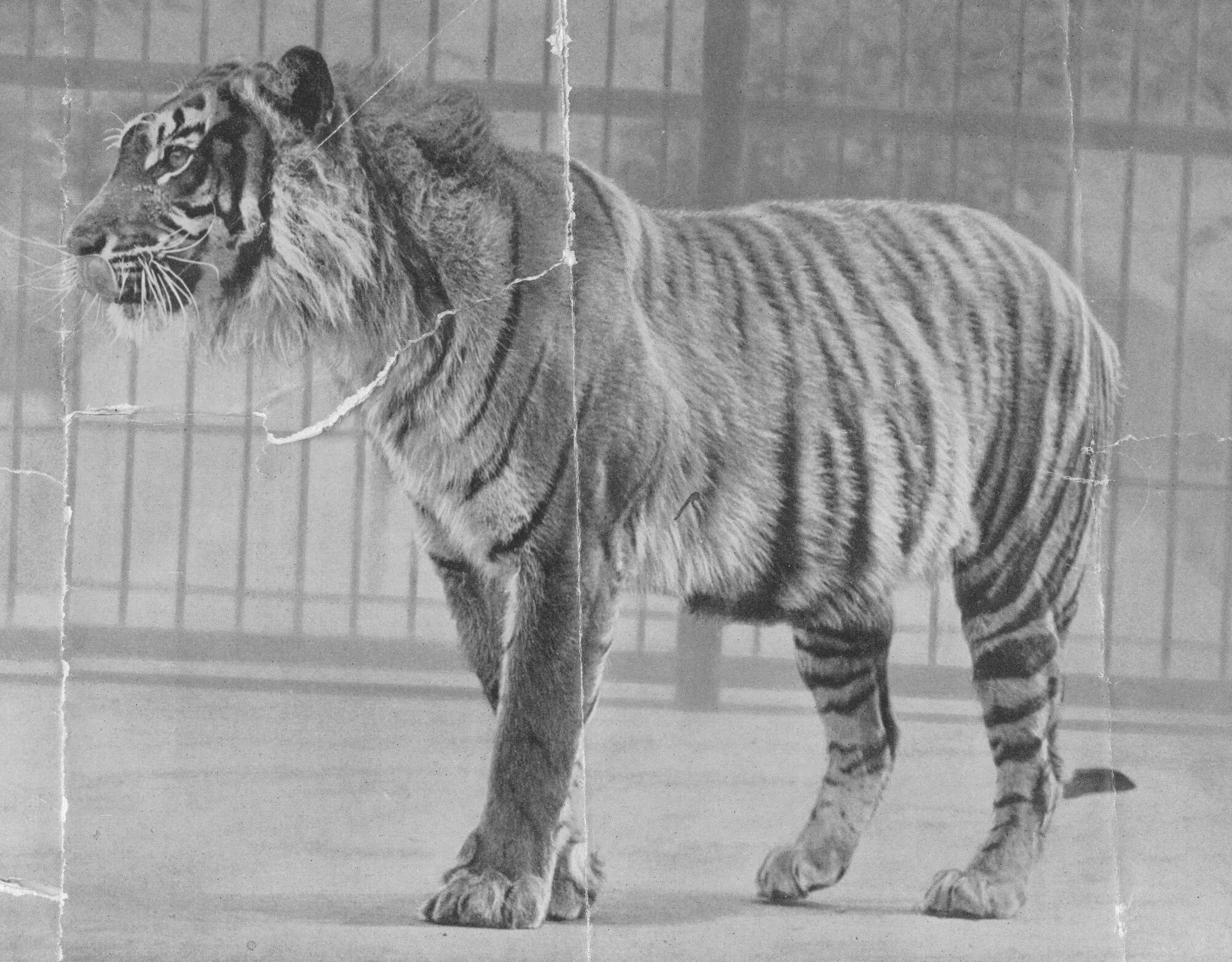Исчезнувшие виды животных по вине человека. Закавказский Туранский тигр. Яванский тигр Туранский. Яванский тигр (Panthera Tigris sondaica). Тигр острова Ява.