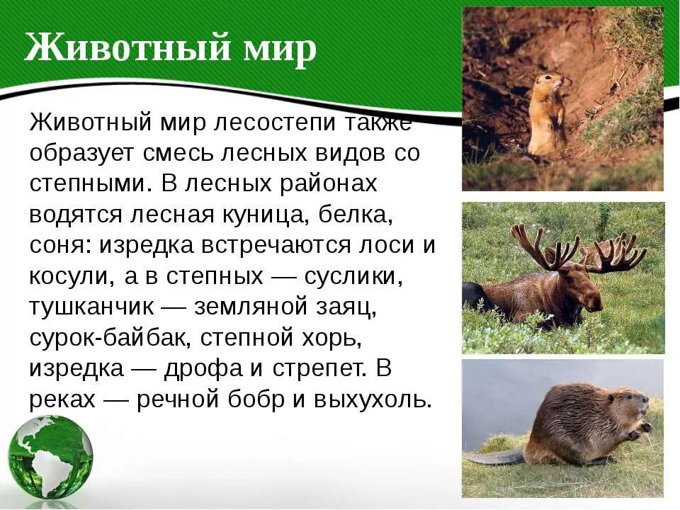 Растения и животные степи и лесостепи в России. Животный мир лесостепи в России. Лесостепная зона животный.