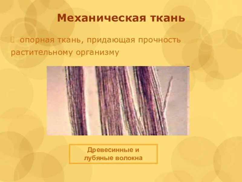 Лубяные волокна растений какую функцию. Механическая ткань у растений это древесинные волокна. лубяные и древесинные волокна. механические ткани лубяные волокна. растительные ткани древесные и лубяные волокна.